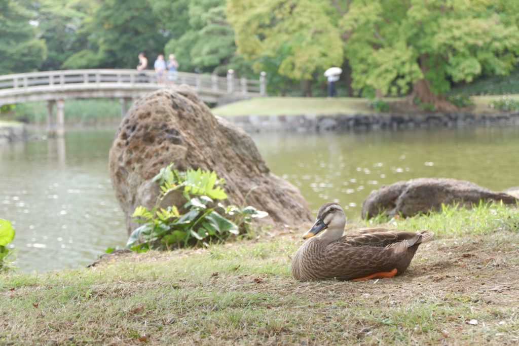 稲毛海岸キャンパス写真部撮影写真浜離宮恩賜庭園